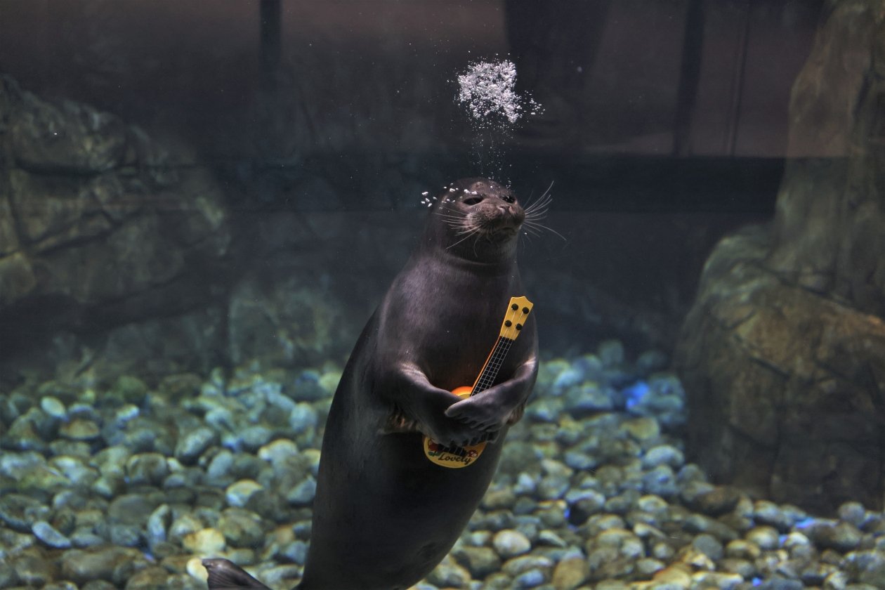 Пресс-служба Приморского океанариума