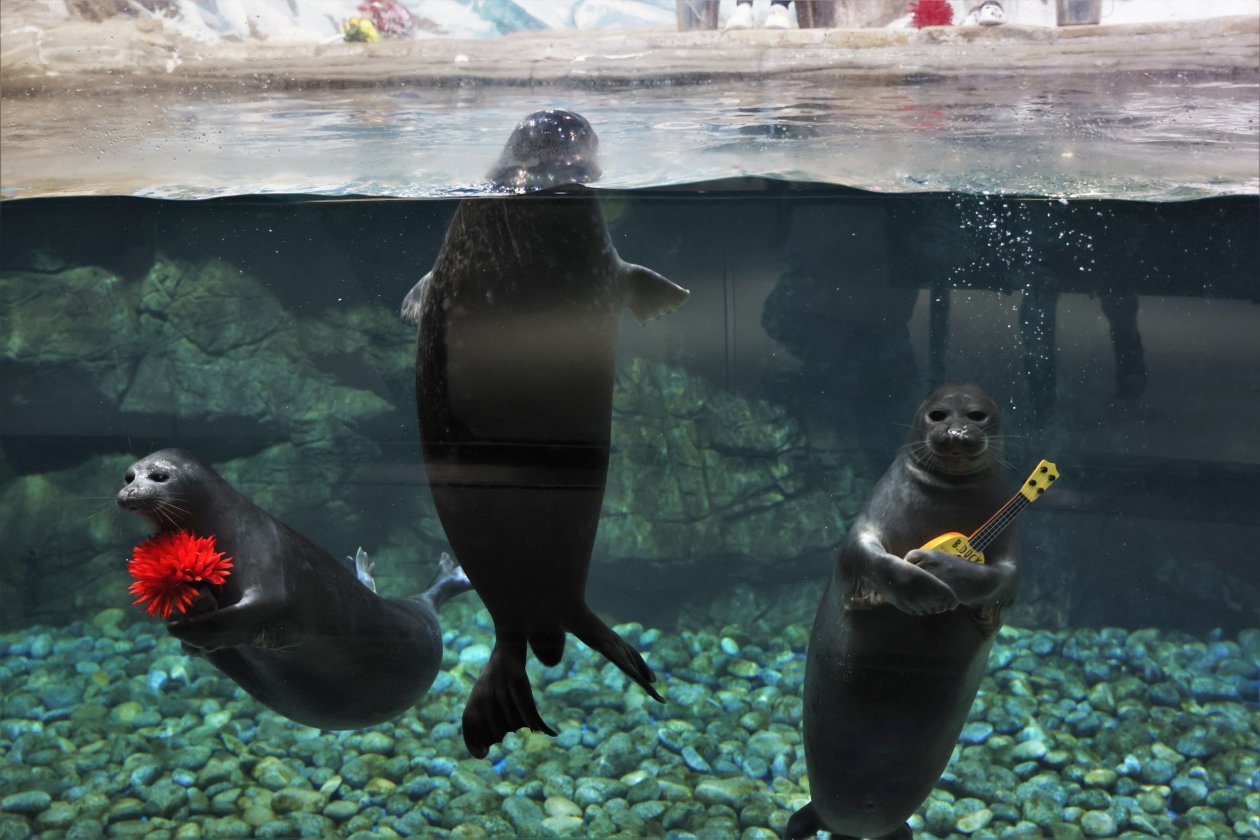 Пресс-служба Приморского океанариума