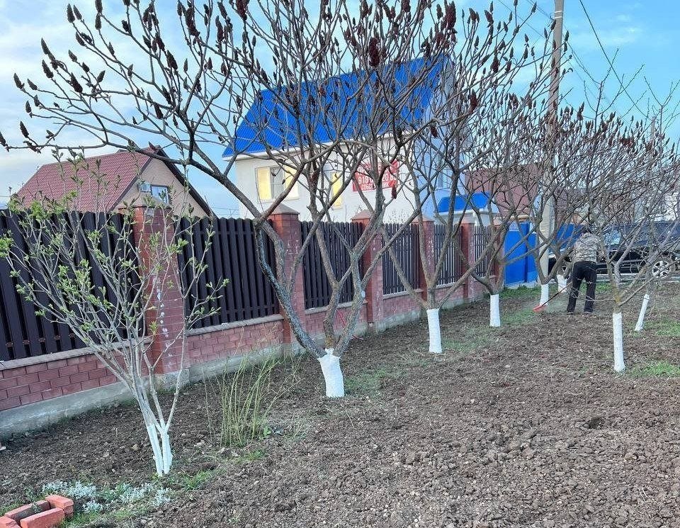 Мертвая закупорка трещин: 1 предмет из кухни в побелку - и паразиты обходят стволы за 10 км ИА KrasnodarMedia