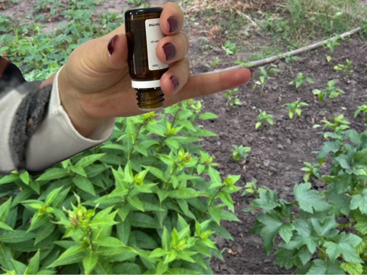 Добавьте это в грунт - и черная ножка не погубит ни одного ростка: метод 100% выживаемости ИА KrasnodarMedia