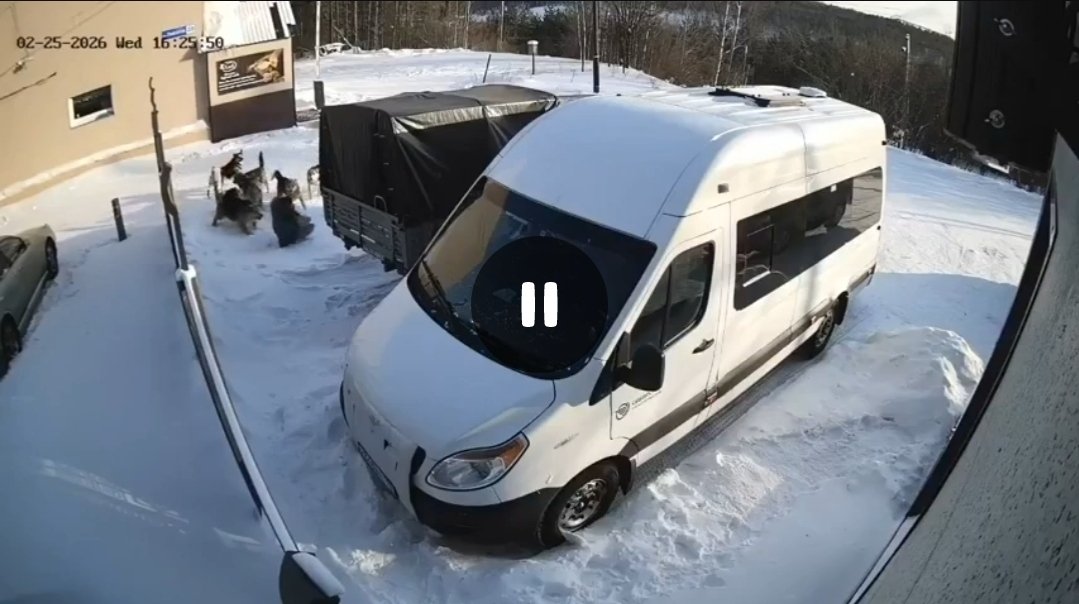 Нападение стаи собак в Нерюнгри Скрин из видео  прокуратуры Якутии