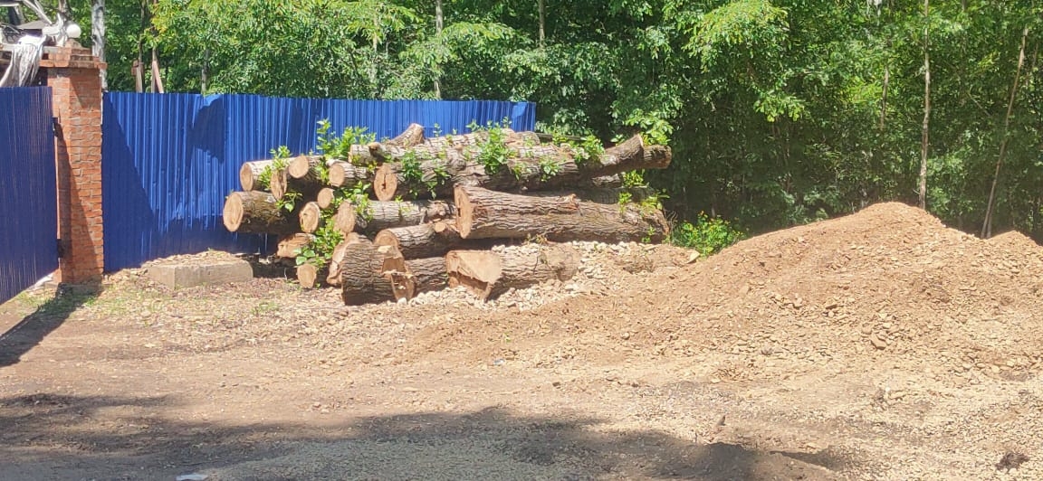 Лес, деревья, вырубка, пень ИА EAOMedia