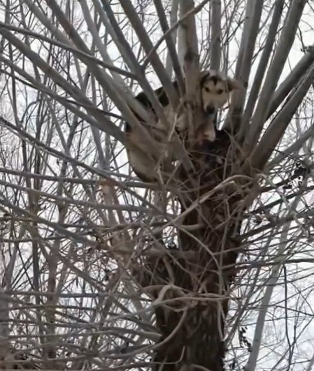 Омский муниципальный приют для животных