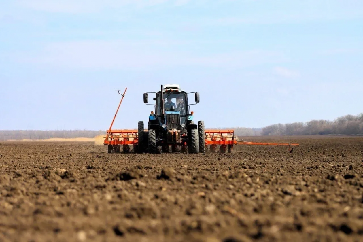 Российскими семенами сахарной свёклы на Кубани засевают почти четверть площадей Пресс-служба администрации Краснодарского края