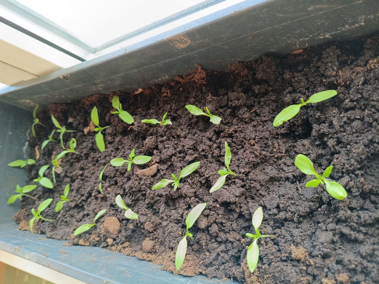 Беру 1 вещь с кухни и иду к рассаде: перцы и томаты пикировку и не замечают - щадящий способ ИА KrasnodarMedia