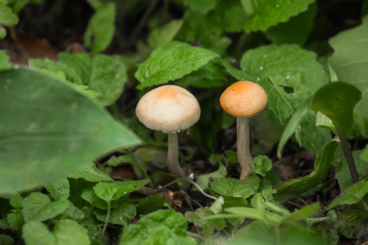 Грибы Илья Аверьянов, ИА PrimaMedia.ru