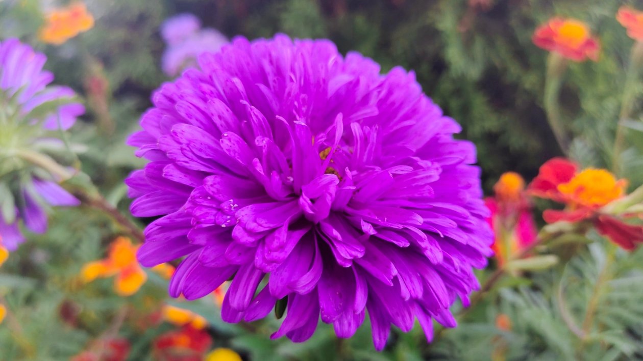 Астра Автора