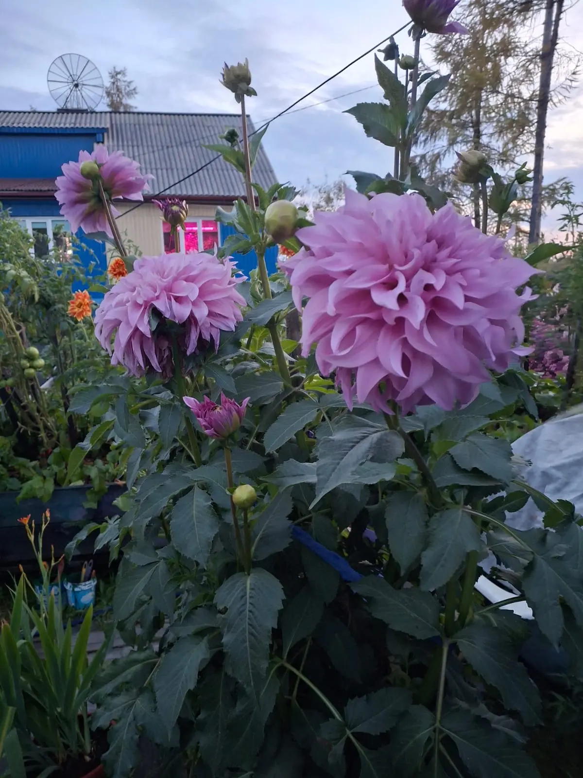 Из личного архива Н.Ивановой