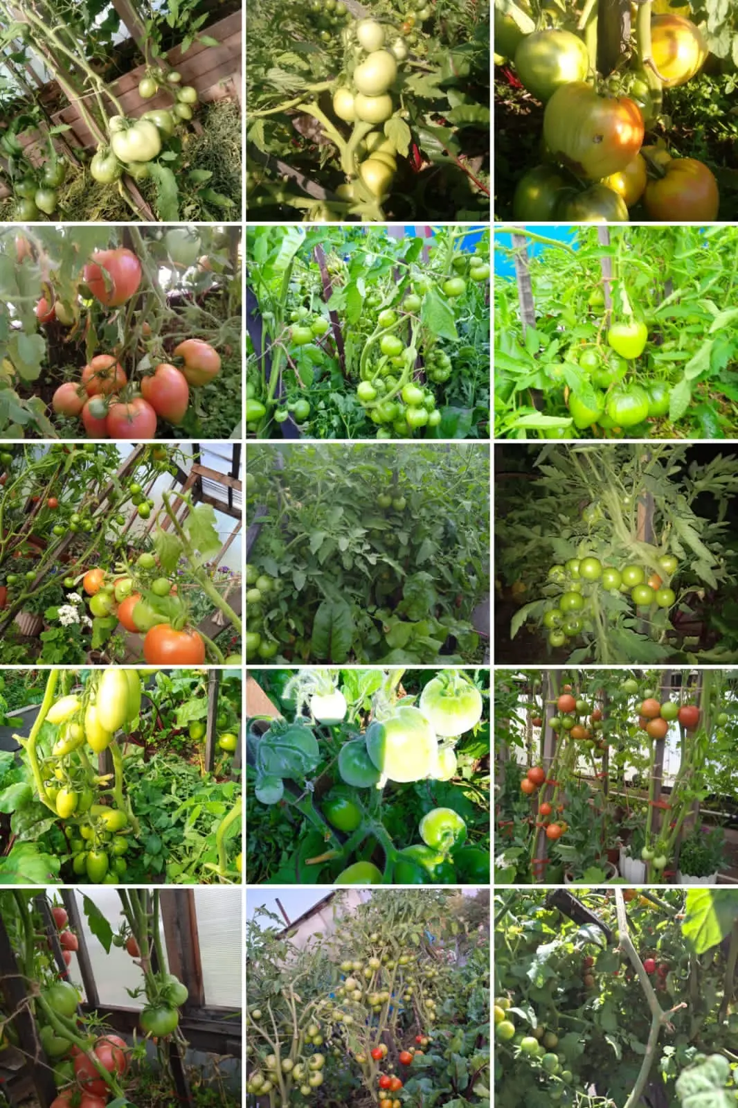 Из личного архива Н.Ивановой