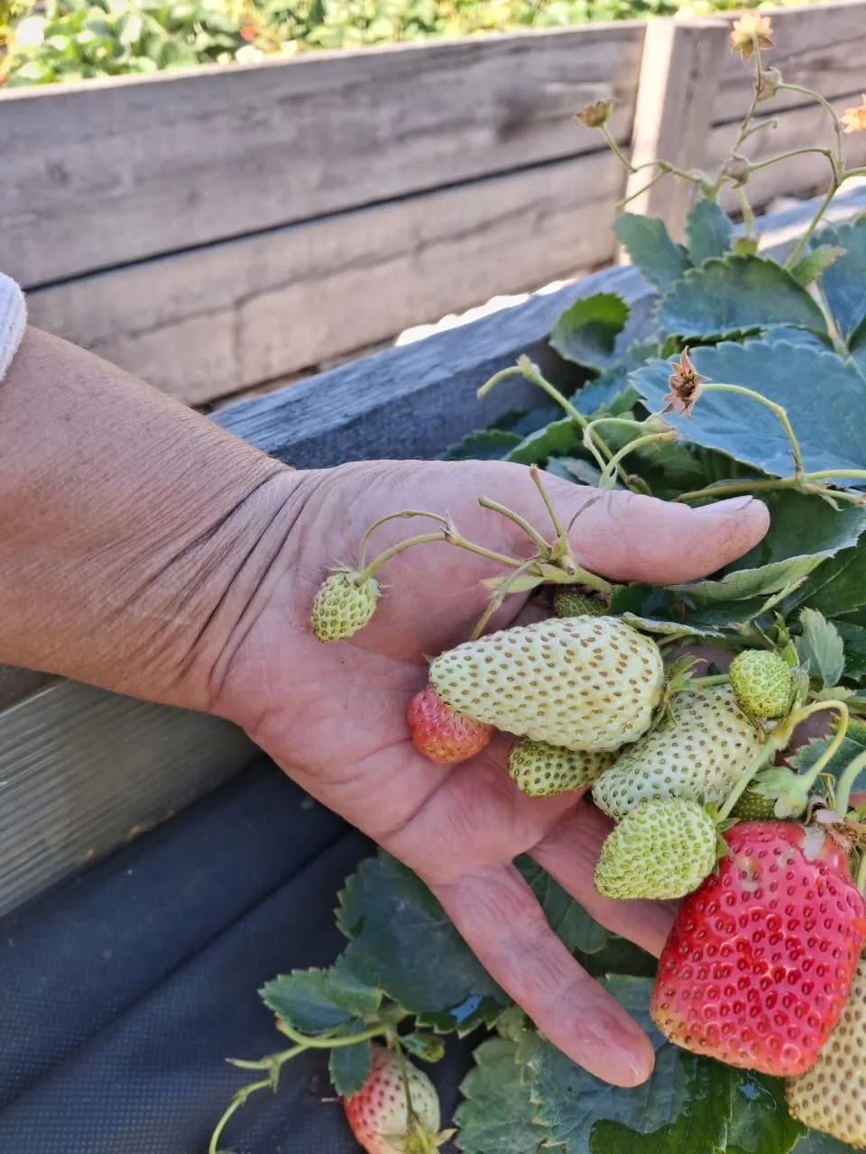 Автор знаменитого в Якутии сорта клубники &quotХандыга&quot поделилась секретами Из личного архива Н.Ивановой