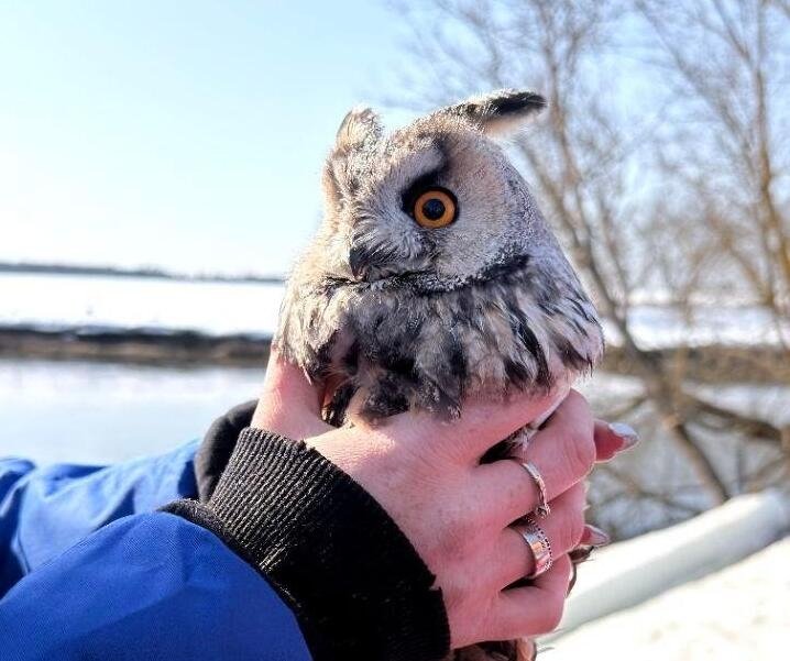 Спасение совы Телеграм канал &quotАНО Водолазная группа &quotДобротворецЪ&quot