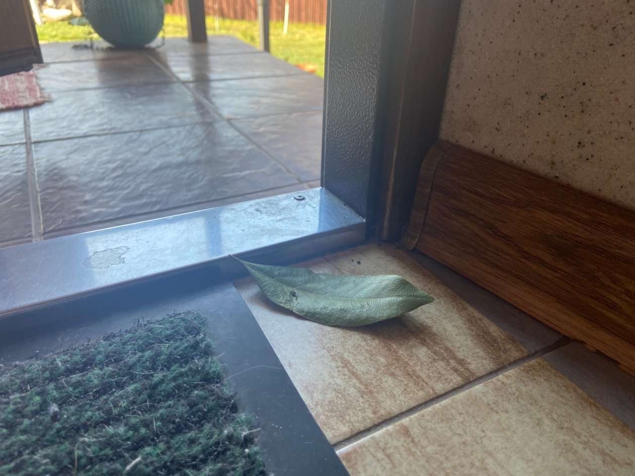 Кладу лаврушку под порог после 22 марта: традиция бабушки - дома спокойно всю весну и лето ИА Stavropol.Media