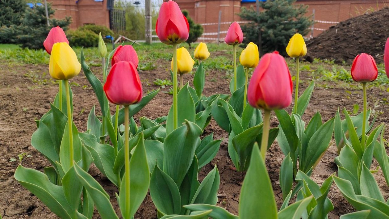 Тюльпаны Автора