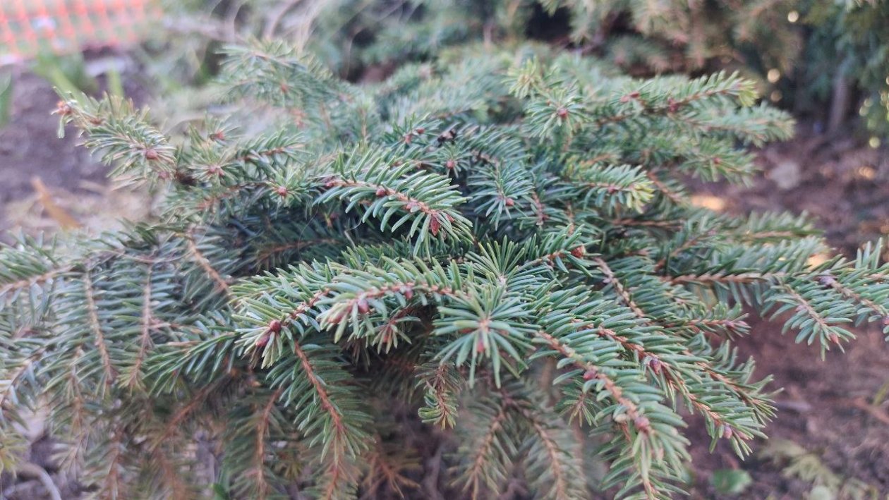 Можжевельник Автора