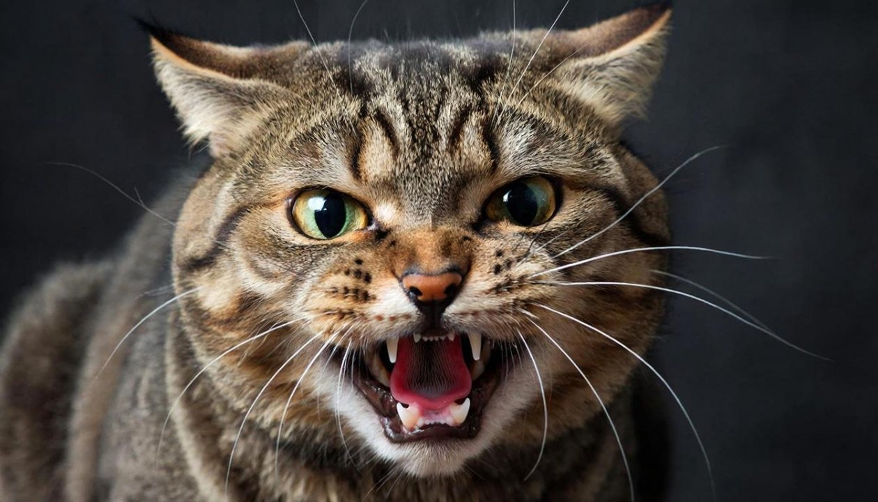 Самые опасные породы кошек: лучше не заводить семьям с детьми и новичкам ИИ Kandinsky (18+)