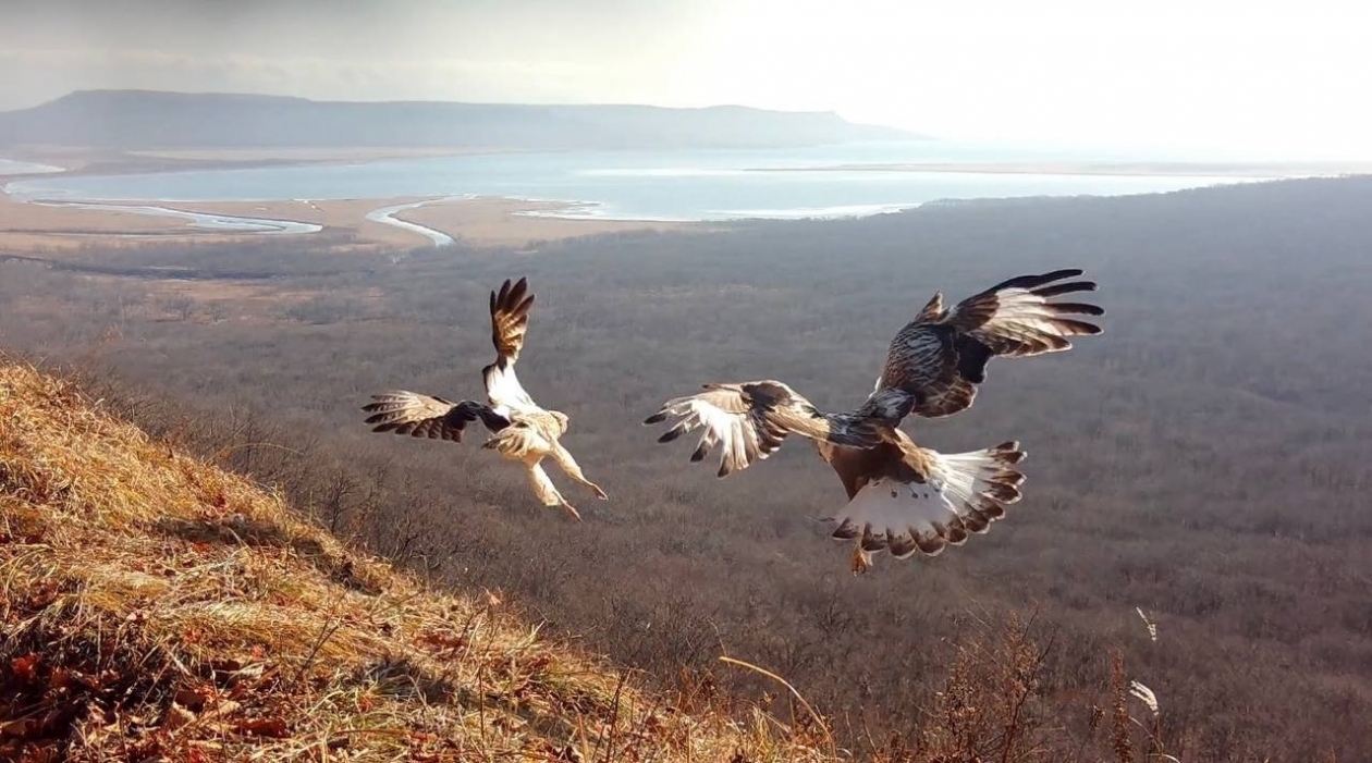 Драка птиц за удобное место предоставлено ФГБУ &quotЗемля леопарда&quot