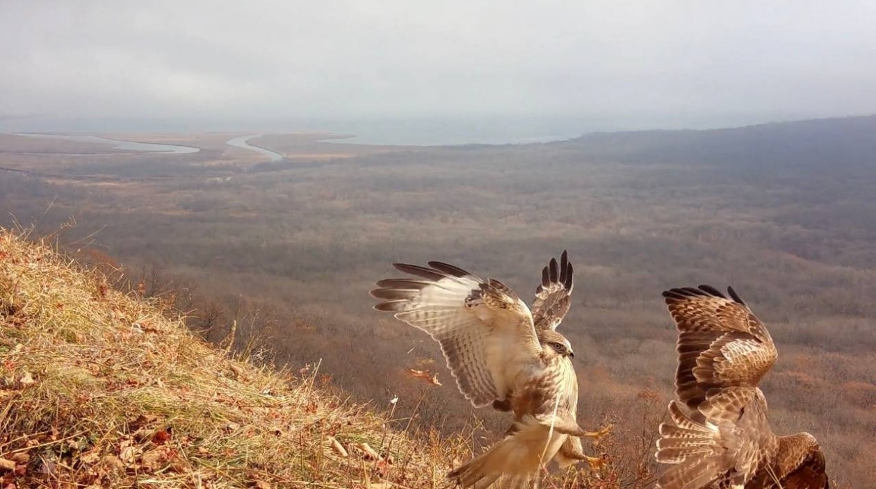 предоставлено ФГБУ «Земля леопарда»