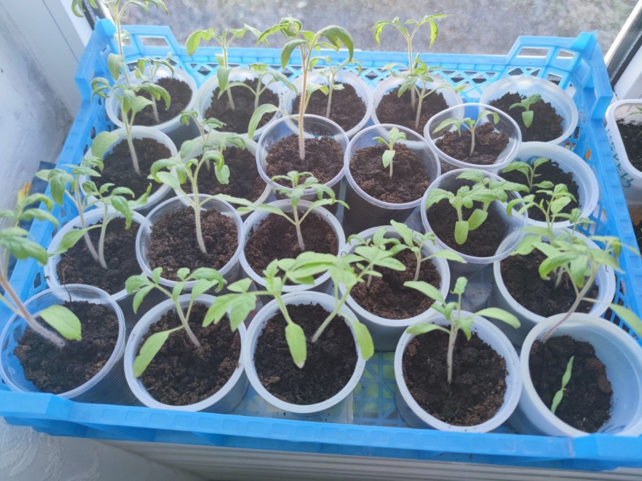 3 капли сока — перцы &quotвсплывают&quot на 2-й день: будит даже старые семена ИА KrasnodarMedia