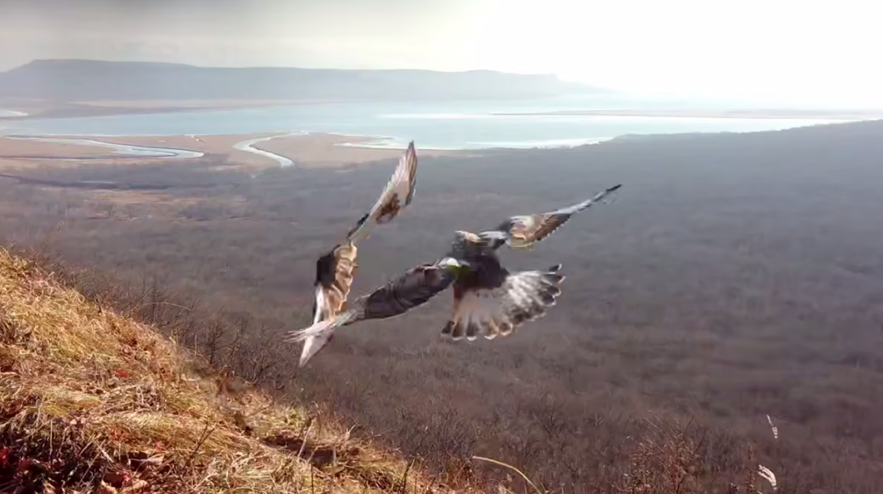 Скриншот видео Пресс-служба национального парка &quotЗемля леопарда&quot