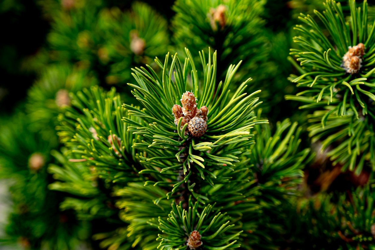 132 тысячи га леса восстановили в Иркутской области в 2025 году Илья Табаченко, ИА PrimaMedia.ru