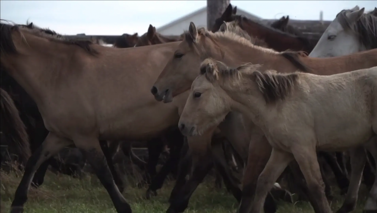 Бурятия возглавила федеральную программу по развитию табунного коневодства минсельхозпрод Бурятии