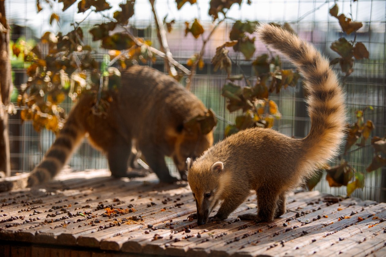 пресс-служба Сахалинского зооботанического парка