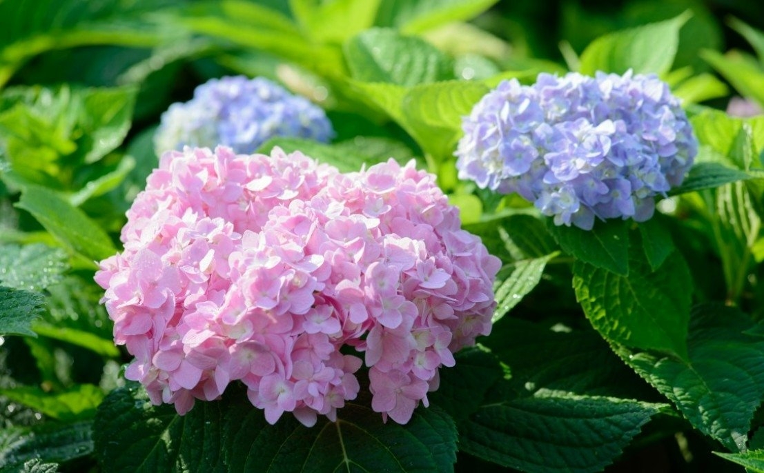 гортензия pxhere.com