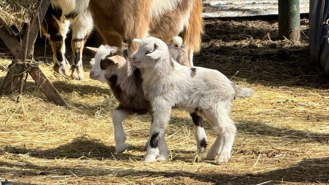 11 малышей овец, камерунских коз и муфлонов: в зоопарке Ставрополя бэби-бум Пресс-служба ставропольских парков