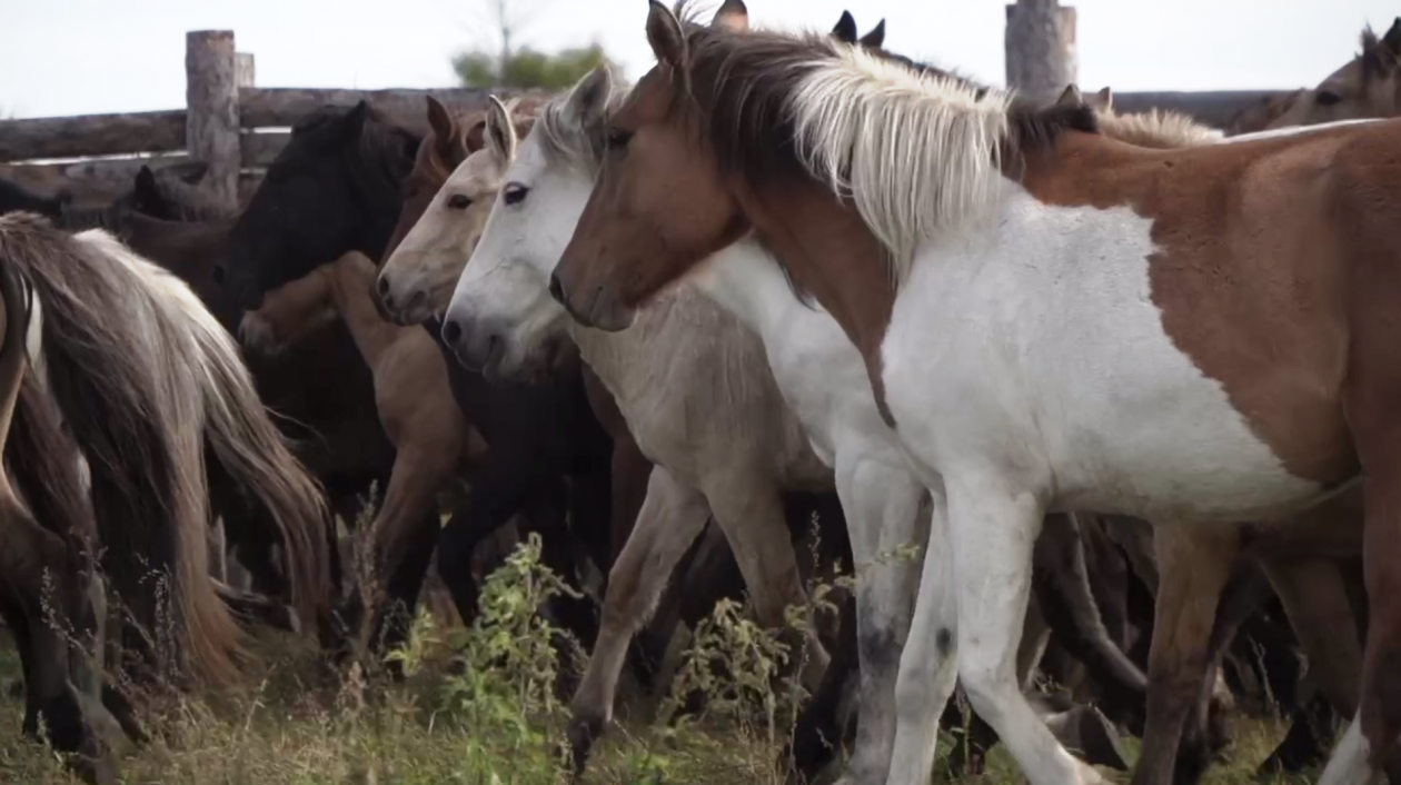 В Бурятии запустили систему племенного учета лошадей Минсельхоз Бурятии