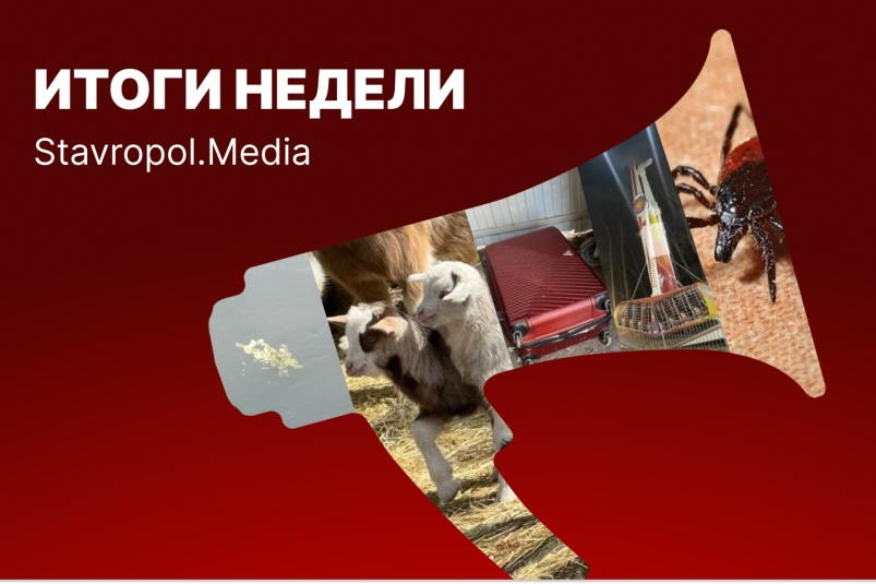 33 дрона, тело в чемоданах, ЧП в парке и пушистый бэби-бум: неделя на Ставрополье ИА Stavropol.Media