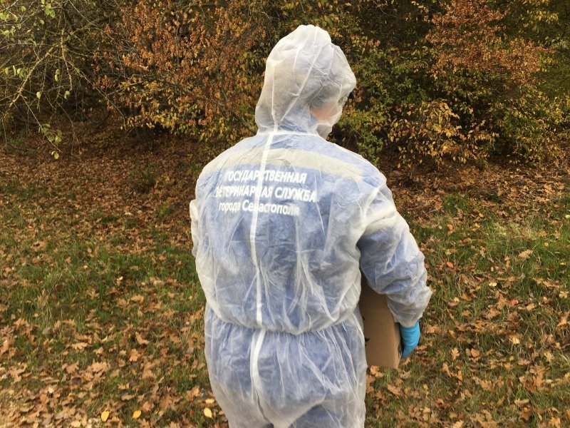 Приманки раскладывают в лесных массивах Правительство Севастополя