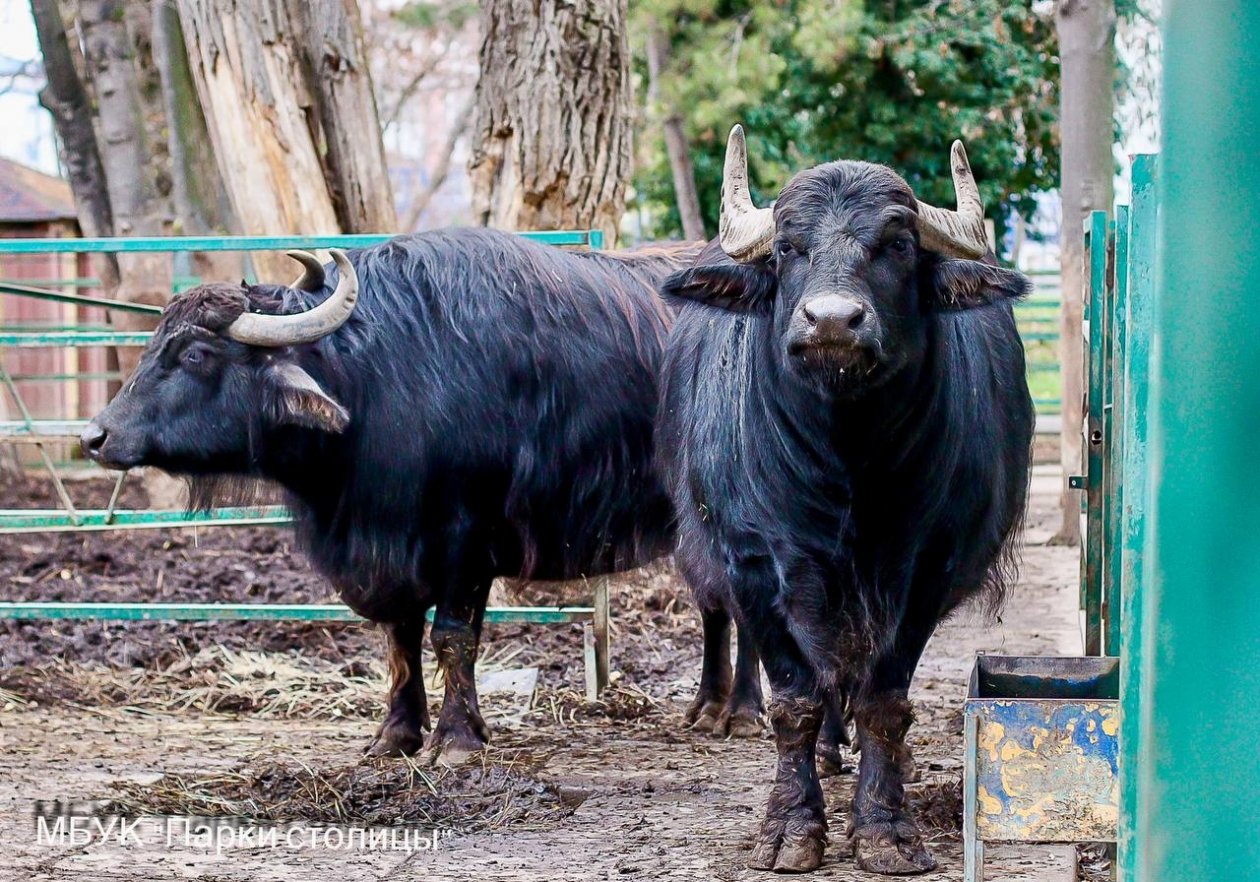 Боря и Зоря МБУК &quotПарки столицы&quot
