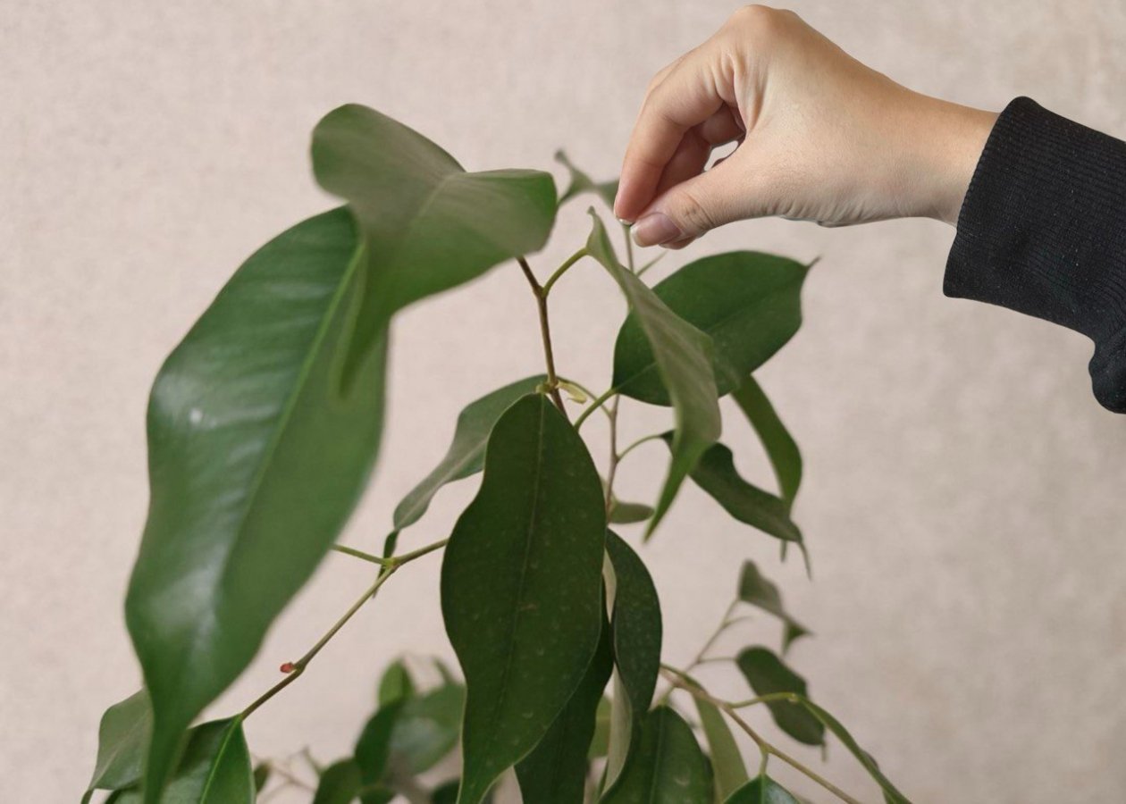 Добавил 2 грамма в воду - и мой фикус Бенджамина растет как заведенный: крона гуще, чем в цветочном салоне ИА Stavropol.Media