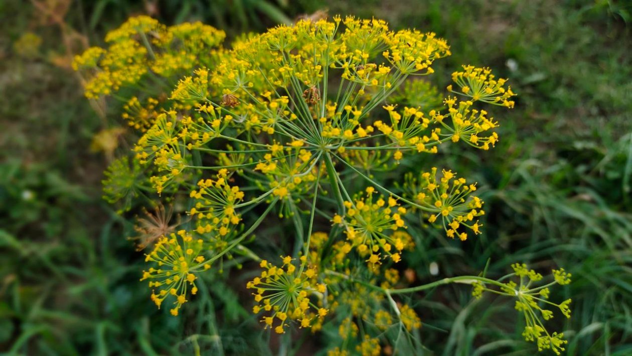 Укроп Автора