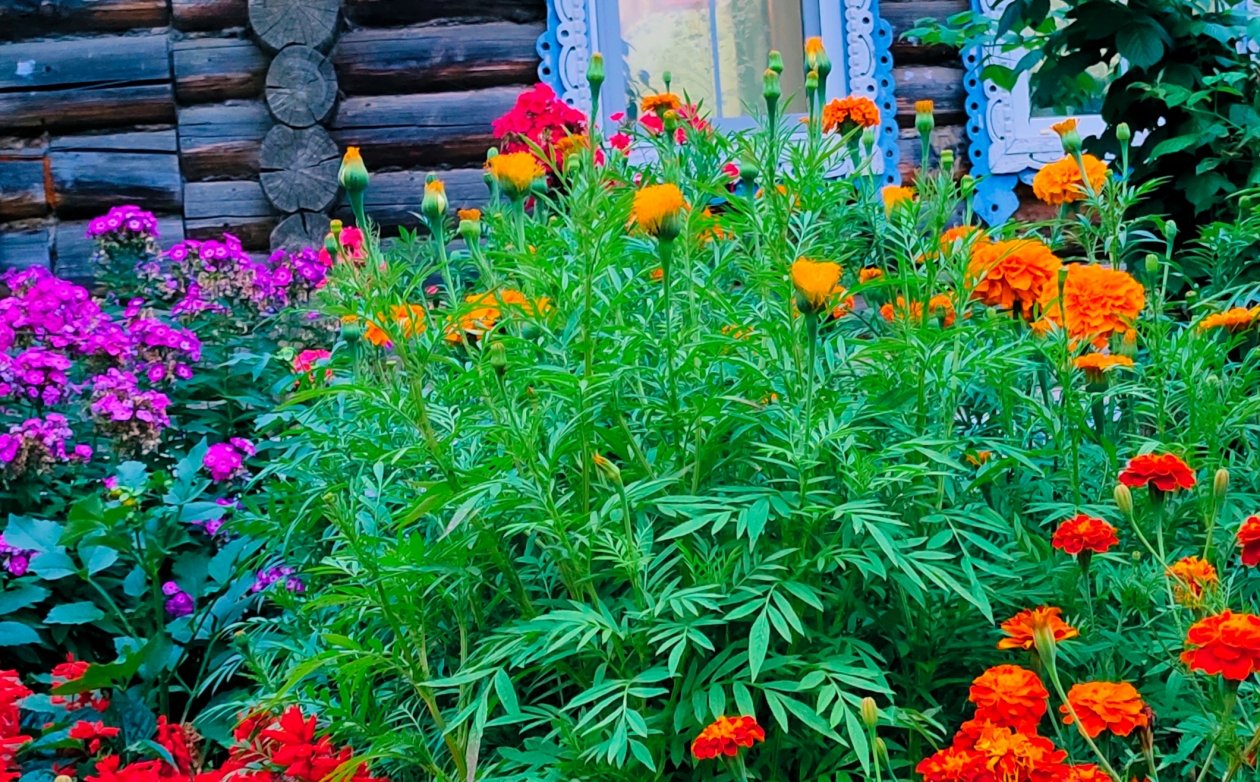 Клумба Автора