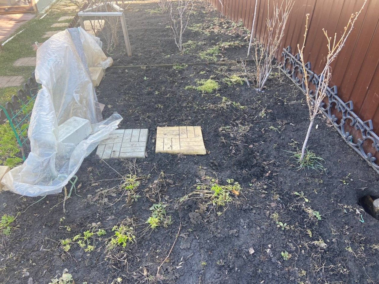 Как сразу теплеет, иду в сад с бинтом - простой метод спасет плоды от тли и муравьев ИА KrasnodarMedia