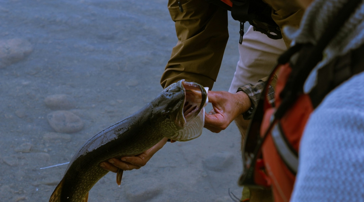 Разбудить на рассвете: 5 проверенных способов поймать первую щуку весной Kael Paradis / unsplash