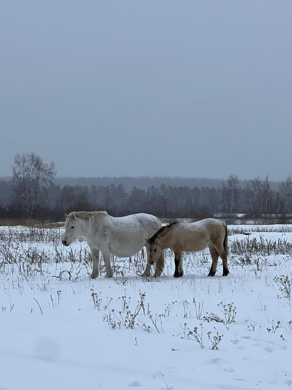 Якутская лошадь YakutiaMedia