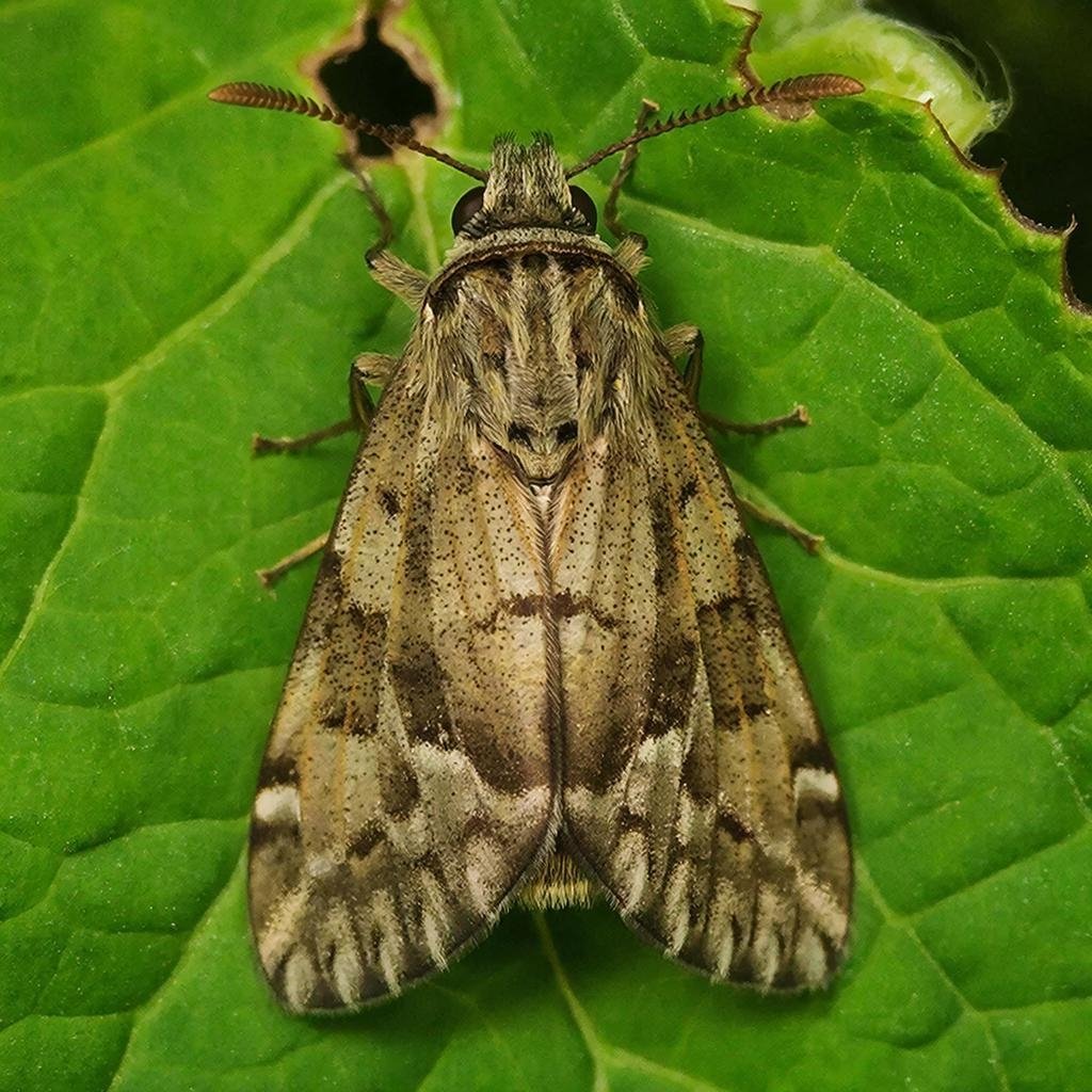 Листовёртка ИИ ГигаЧат