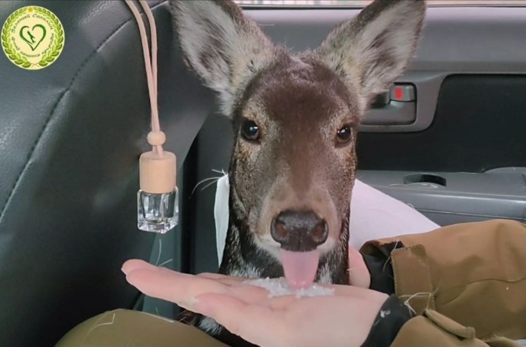 Видны одни уши: пугливая гостья неожиданно забрела в Невельск пресс-служба фонда &quotЗеленый Сахалин&quot