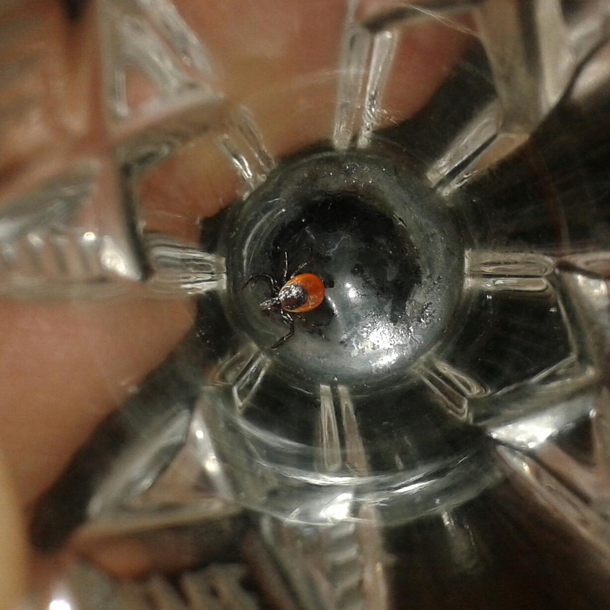 Нашествия комаров и клещей в Якутии не ожидается Кирилл Роткин, ИА IrkutskMedia