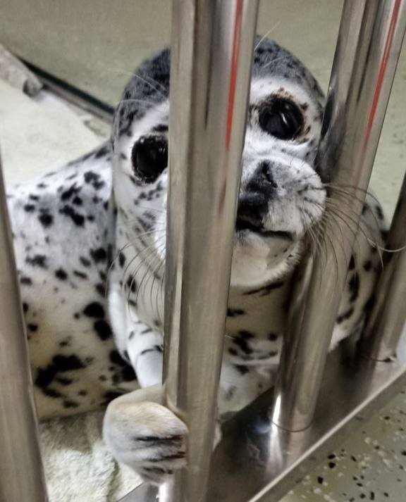 Малыш тюленя с перевернутым носом Телеграм-канал &quotТюленятник и все-все-все&quot (16+)