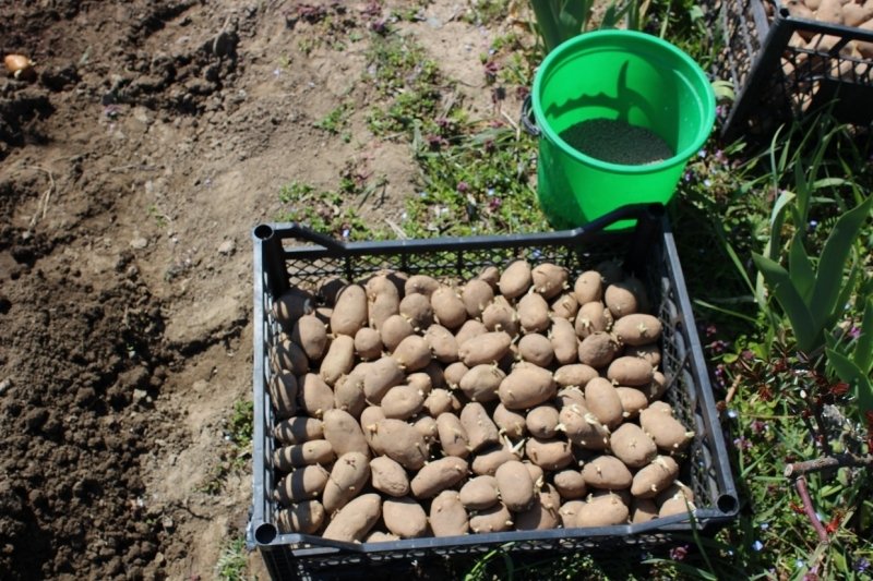 Картофель Лата Людмила