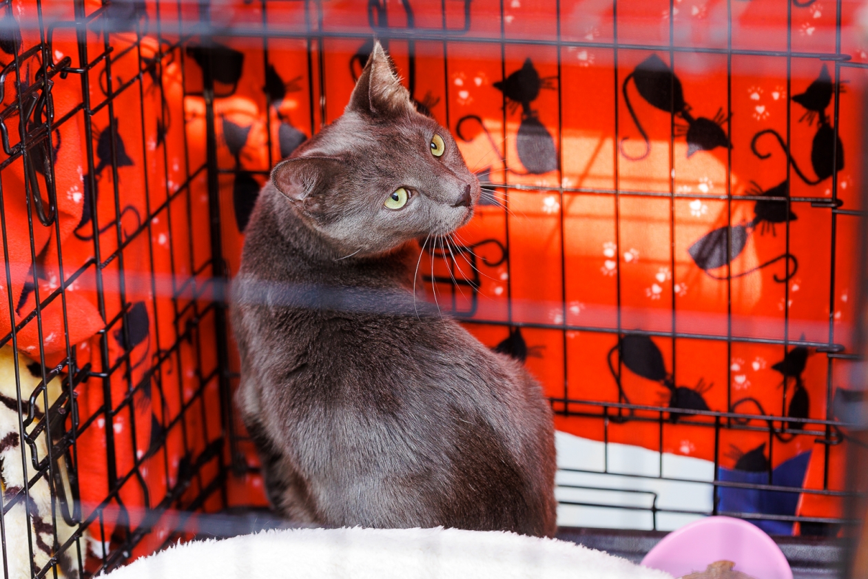 кот, кошка, клетка, выставка-раздача, бездомные животные Евгений Кулешов, ИА PrimaMedia