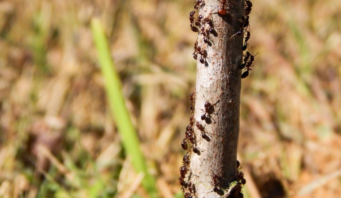 Смешала обычное варенье с борной кислотой и дрожжами — и муравьи исчезли навсегда за 10 дней pxhere.com