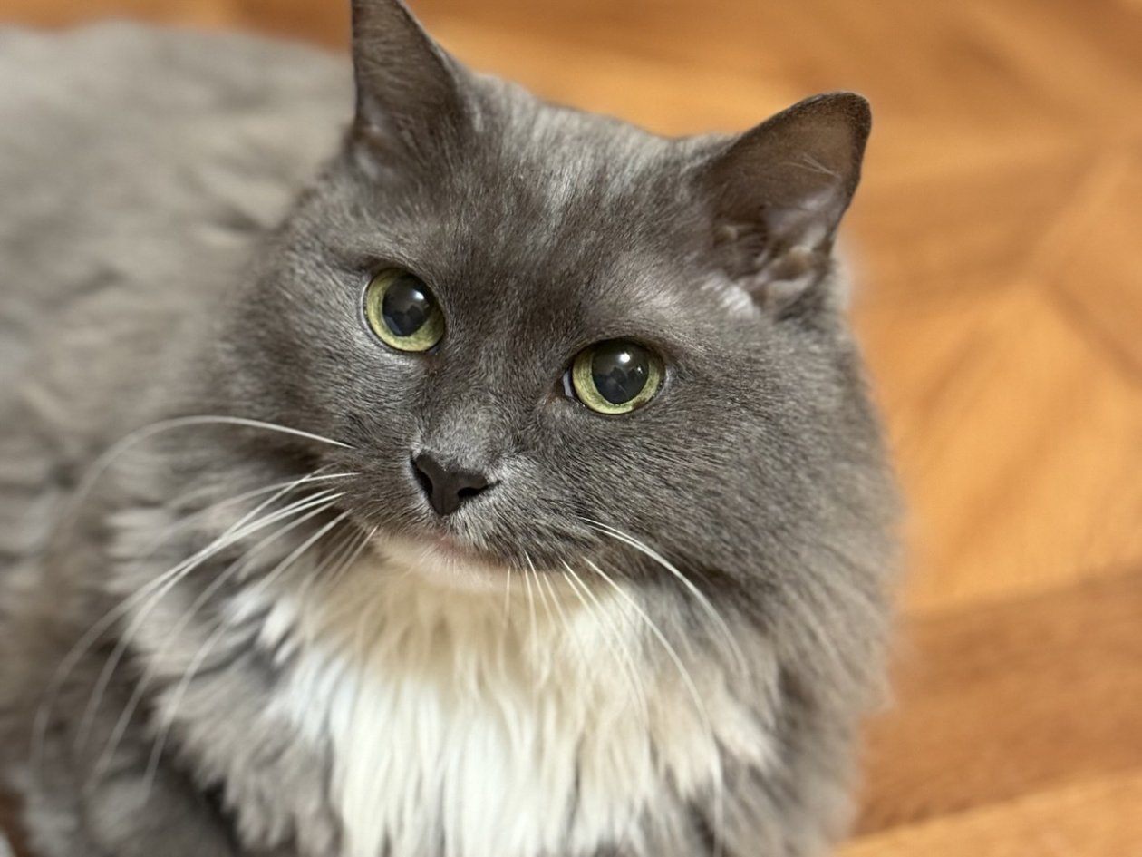 Перестала гладить кошку дольше 5 секунд — и агрессивный &quotкусака&quot превратился в самого нежного друга Марина Кудрявцева, ИА UssurMedia