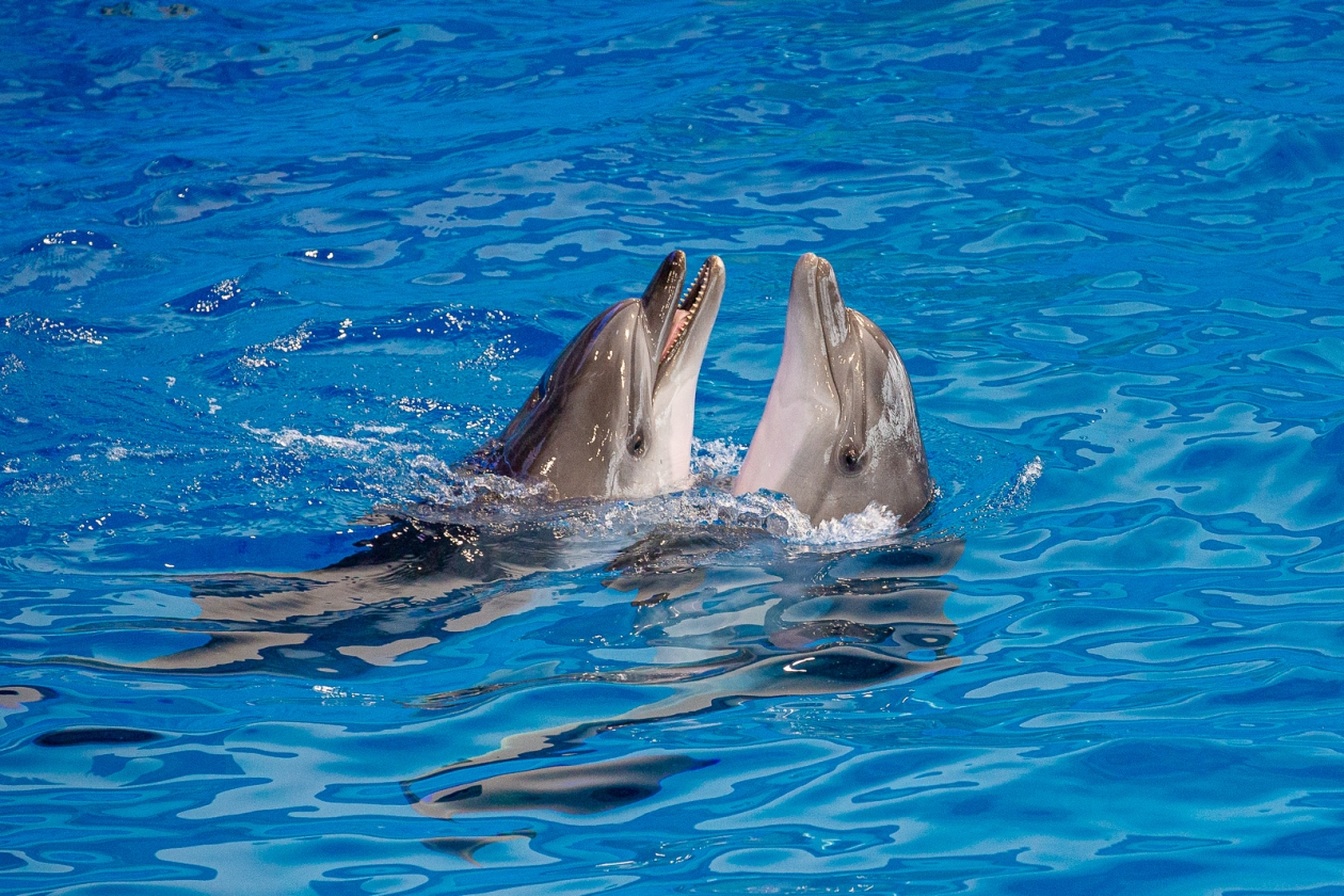 Дельфины Мария Смитюк, ИА PrimaMedia