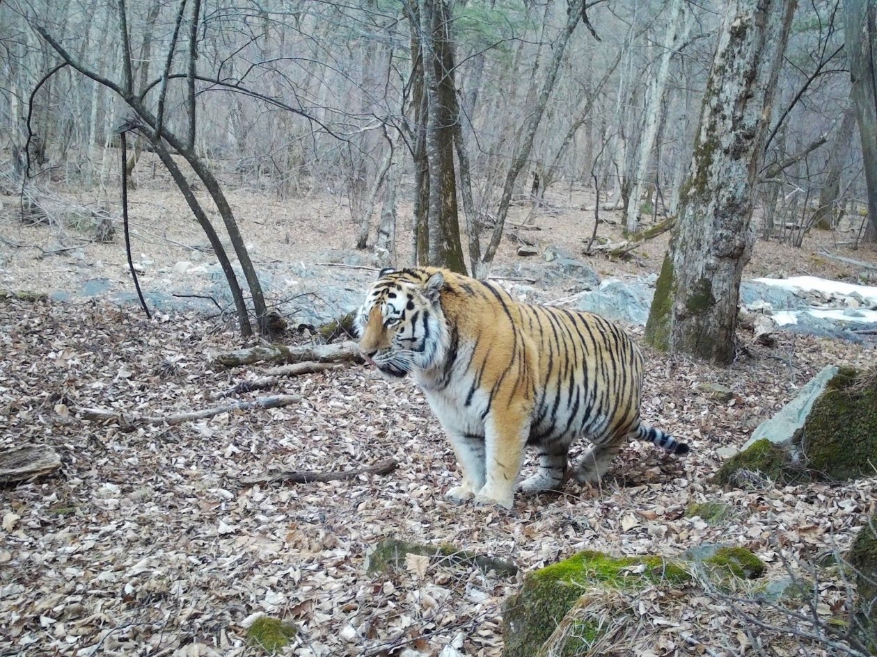 Объединенная дирекция Лазовского заповедника и национального парка «Зов тигра»