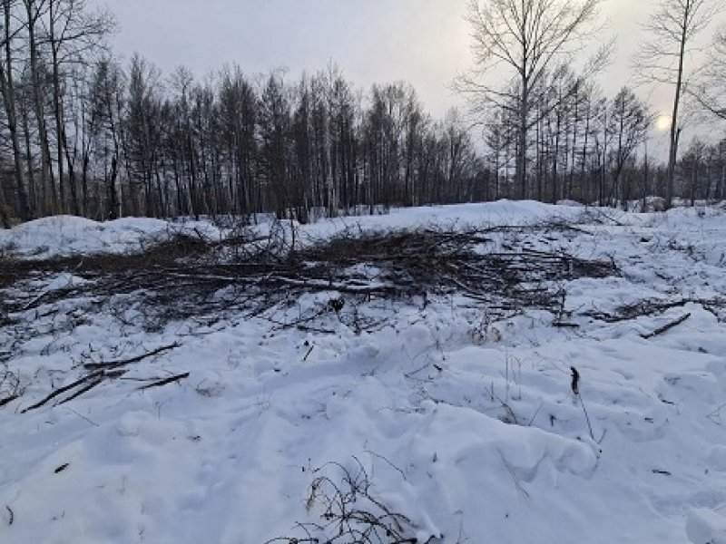 Подозреваемого в незаконной рубке леса задержали в Хабаровском крае Пресс-служба УМВД России по Хабаровскому краю