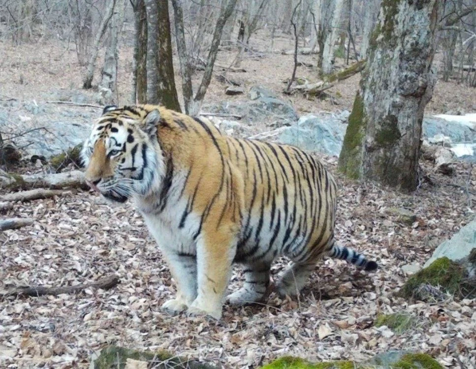 телеграм-канал (18+) svodka25